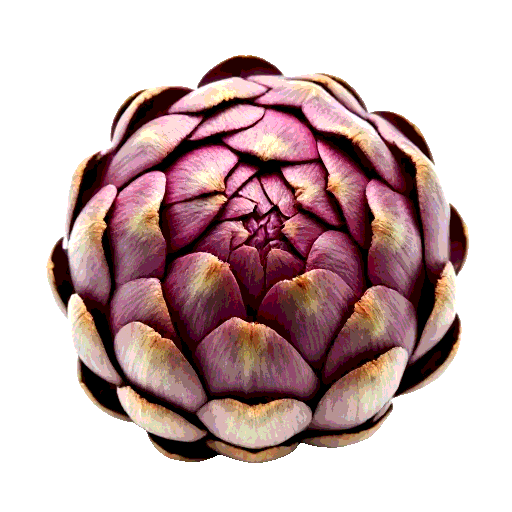 globe artichoke