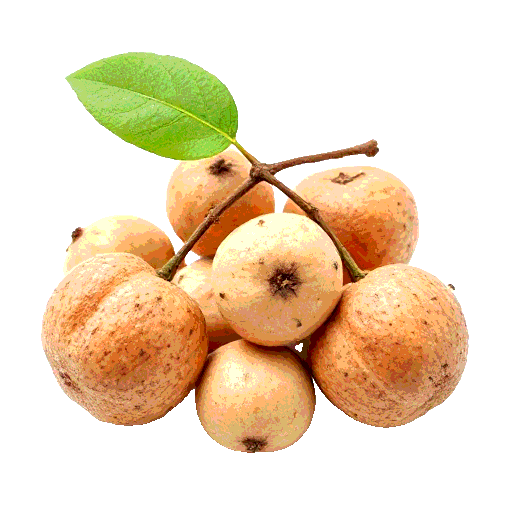 hickory filberts