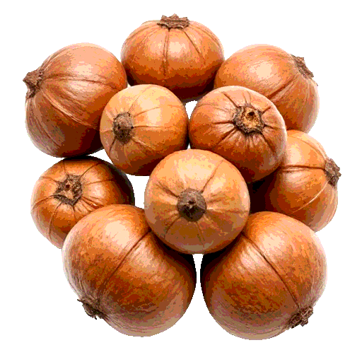 hickory nuts