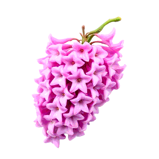 hyacinth bean