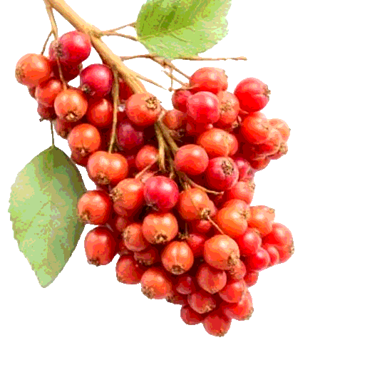 kamut berries