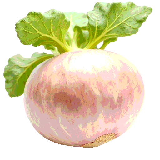 kohlrabi