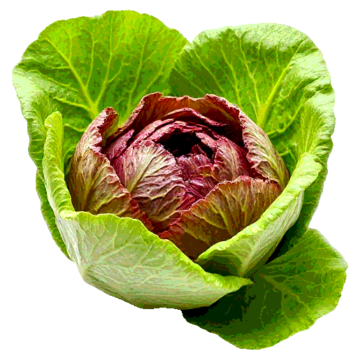 lettuce