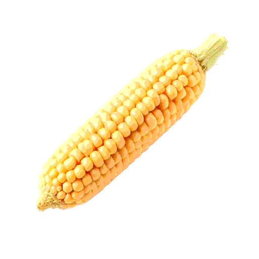 maize