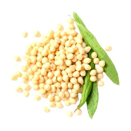 mung bean