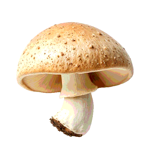mushroom
