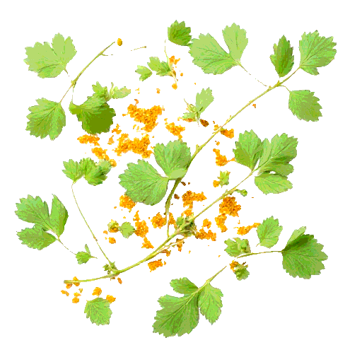 mustard greens