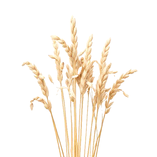 oats
