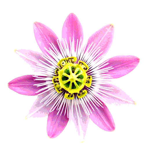 passiflora
