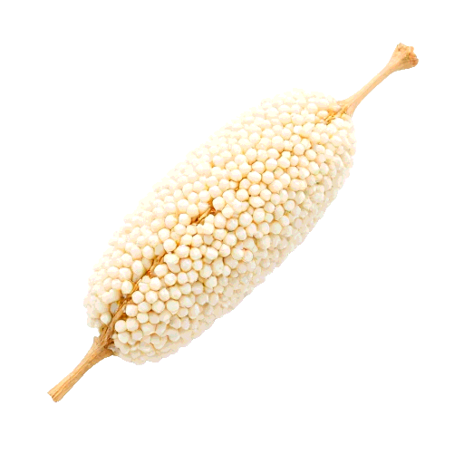 pearl millet