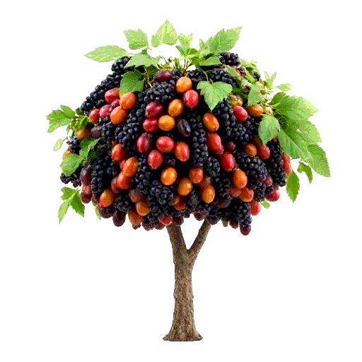 raisin tree