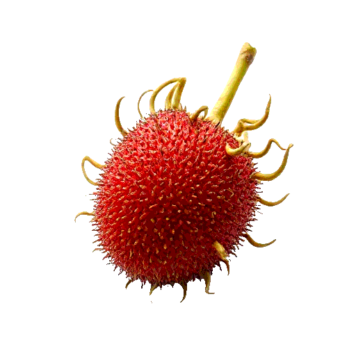 rambutan