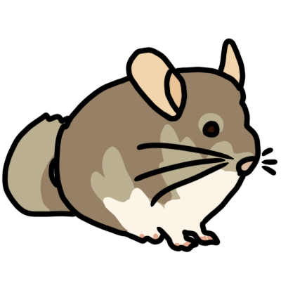 chinchilla