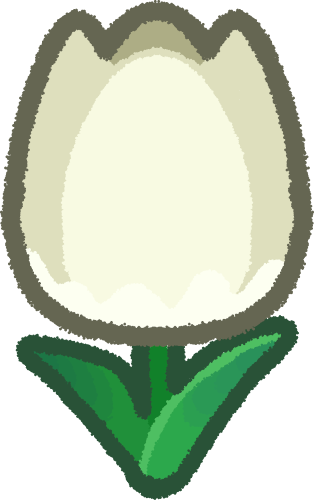 white tulip