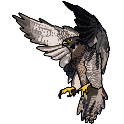 peregrine falcon