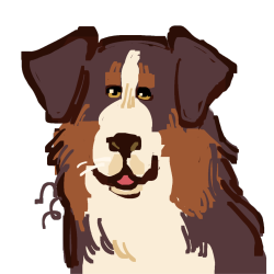 Australian shepherd