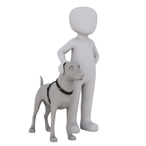 walk a dog