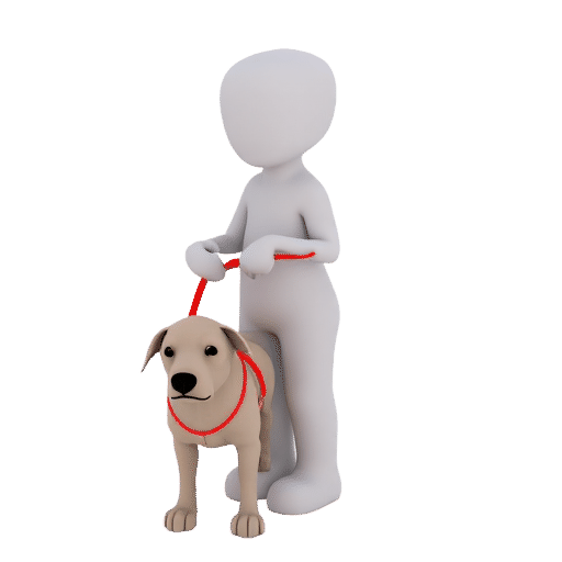 take a dog for a walk