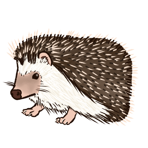 hedgehog