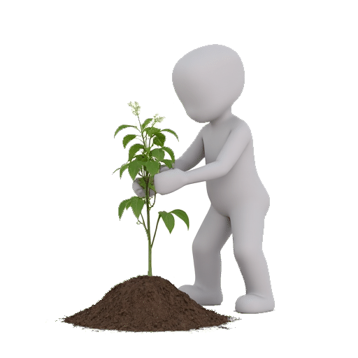 plant