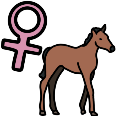 filly