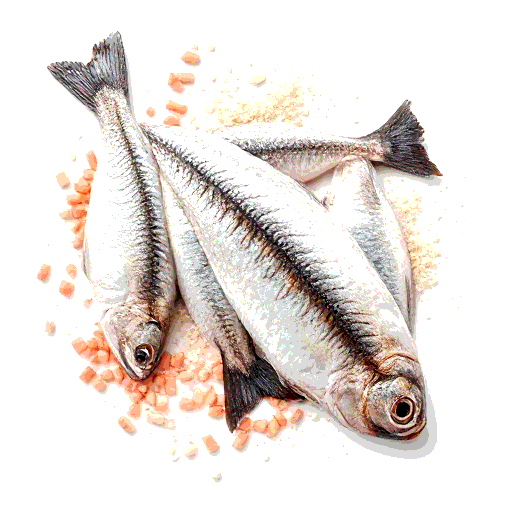 fish market
