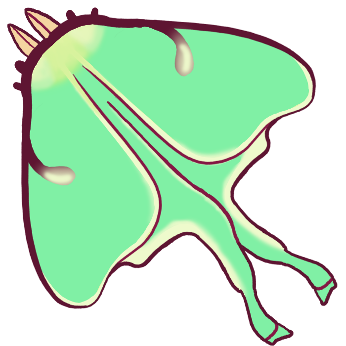 luna moth