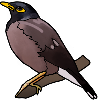common myna