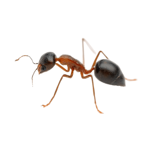 ant