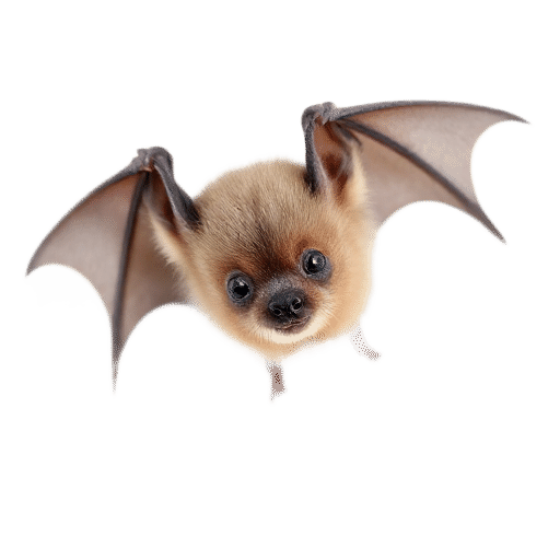 bat pup