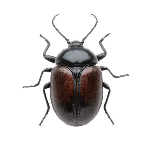 beetle adult