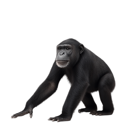 bonobo adult