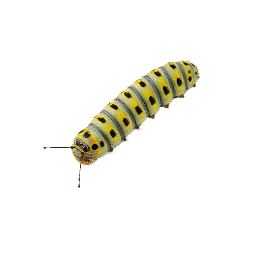 caterpillar