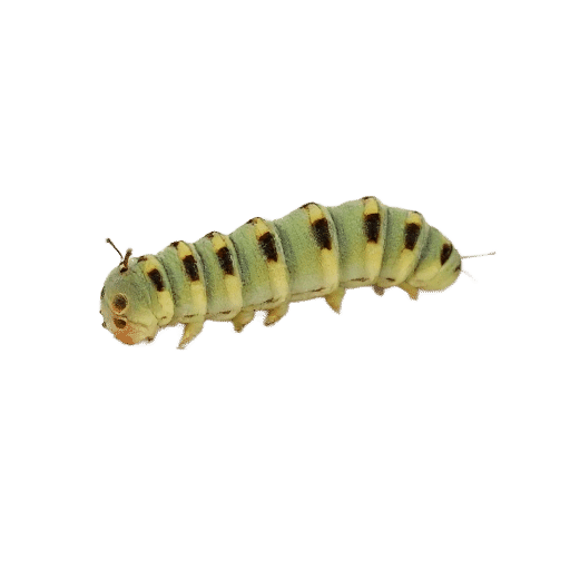 caterpillar
