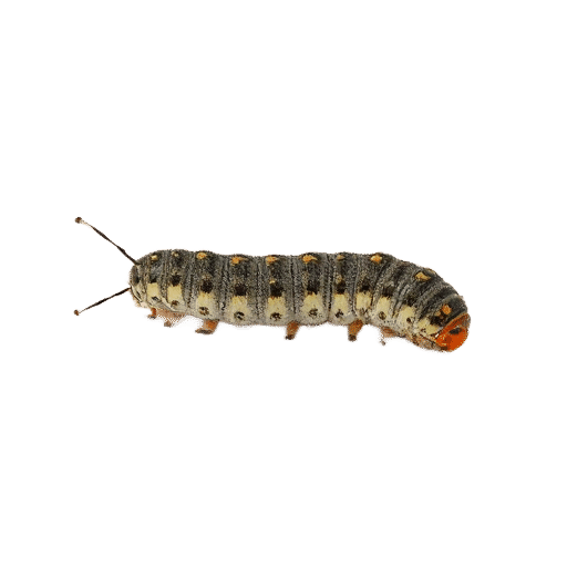 caterpillar