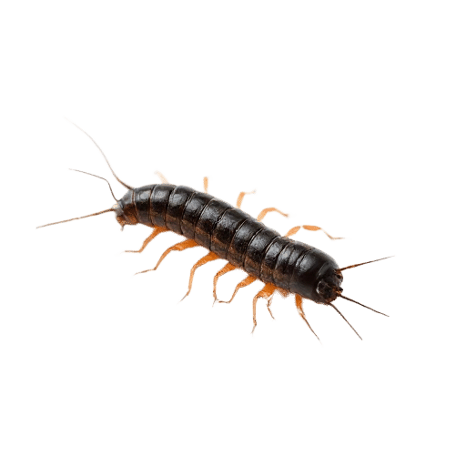 centipede