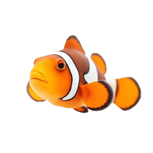 clownfish young