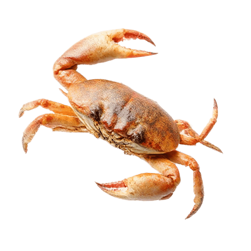 crab adult