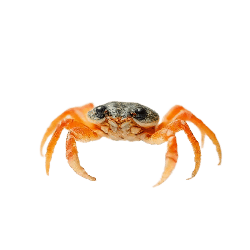 crab baby