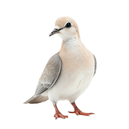 dove young