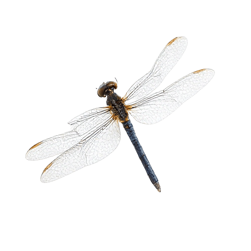 dragonfly adult