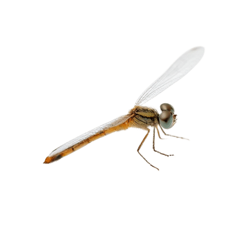dragonfly baby