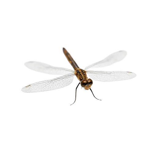 dragonfly young