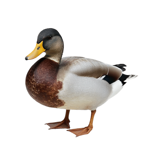 duck adult