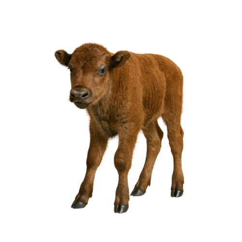 buffalo calf