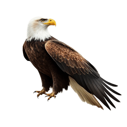eagle adult