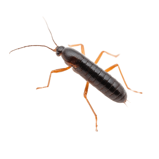 earwig adult