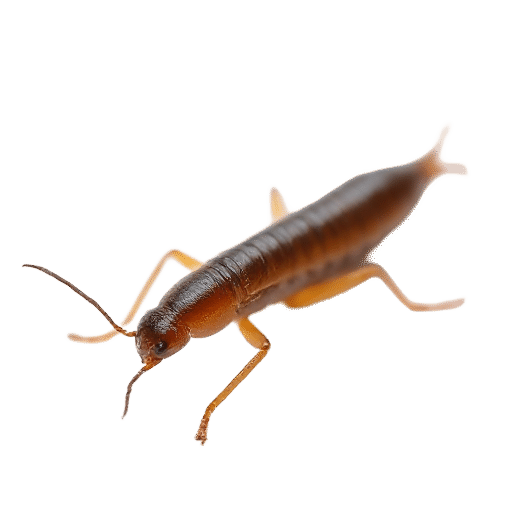 earwig young