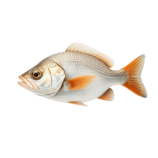 fish adult