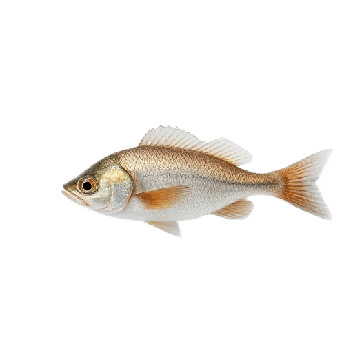 fish young